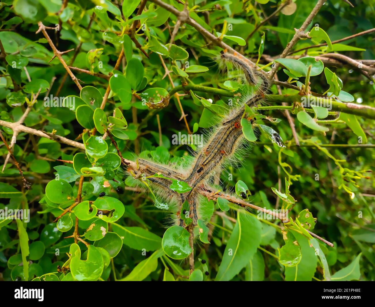The Group Of Caterpillars On Green Tree Leaf. Caterpillar Babies Colony