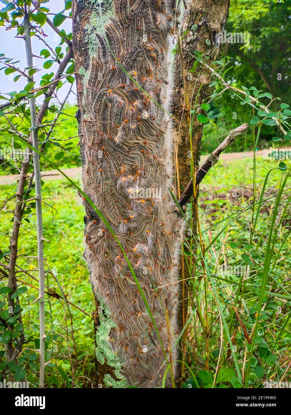 The Group Of Caterpillars On Green Tree Leaf. Caterpillar Babies Colony
