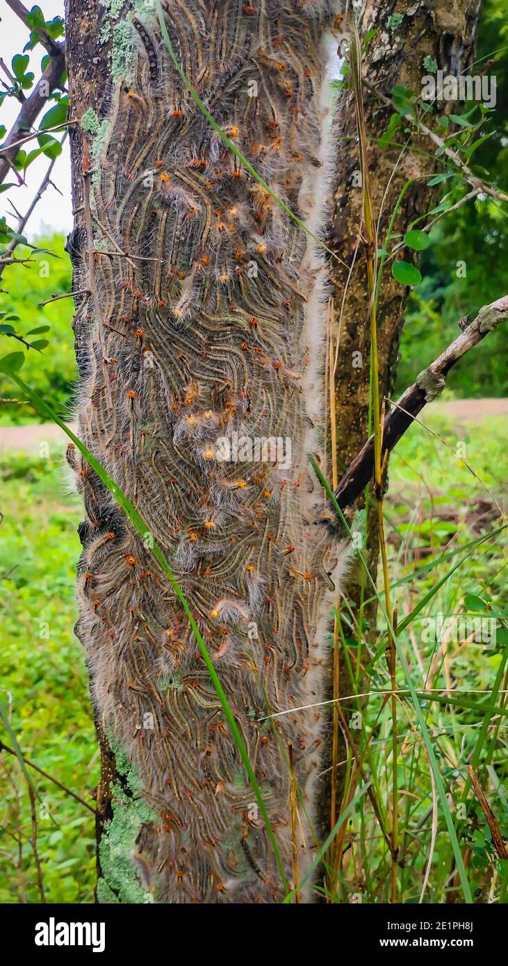The Group Of Caterpillars On Green Tree Leaf. Caterpillar Babies Colony