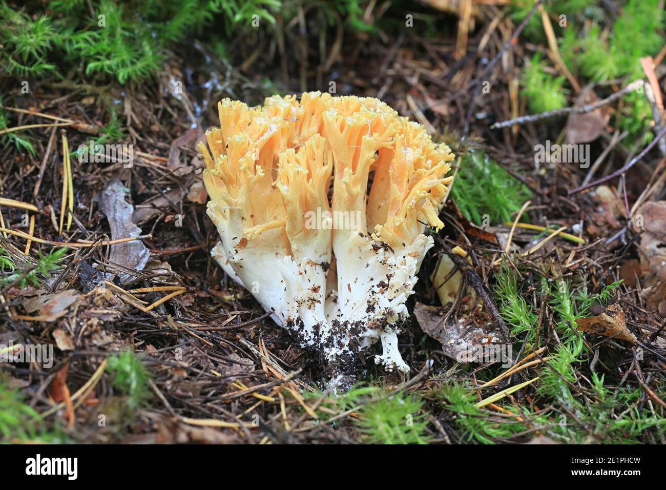 Ramaria flava, also called Ramaria eosanguinea, pale-yellow clavaria, a wild coral fungus from Finland Stock Photo