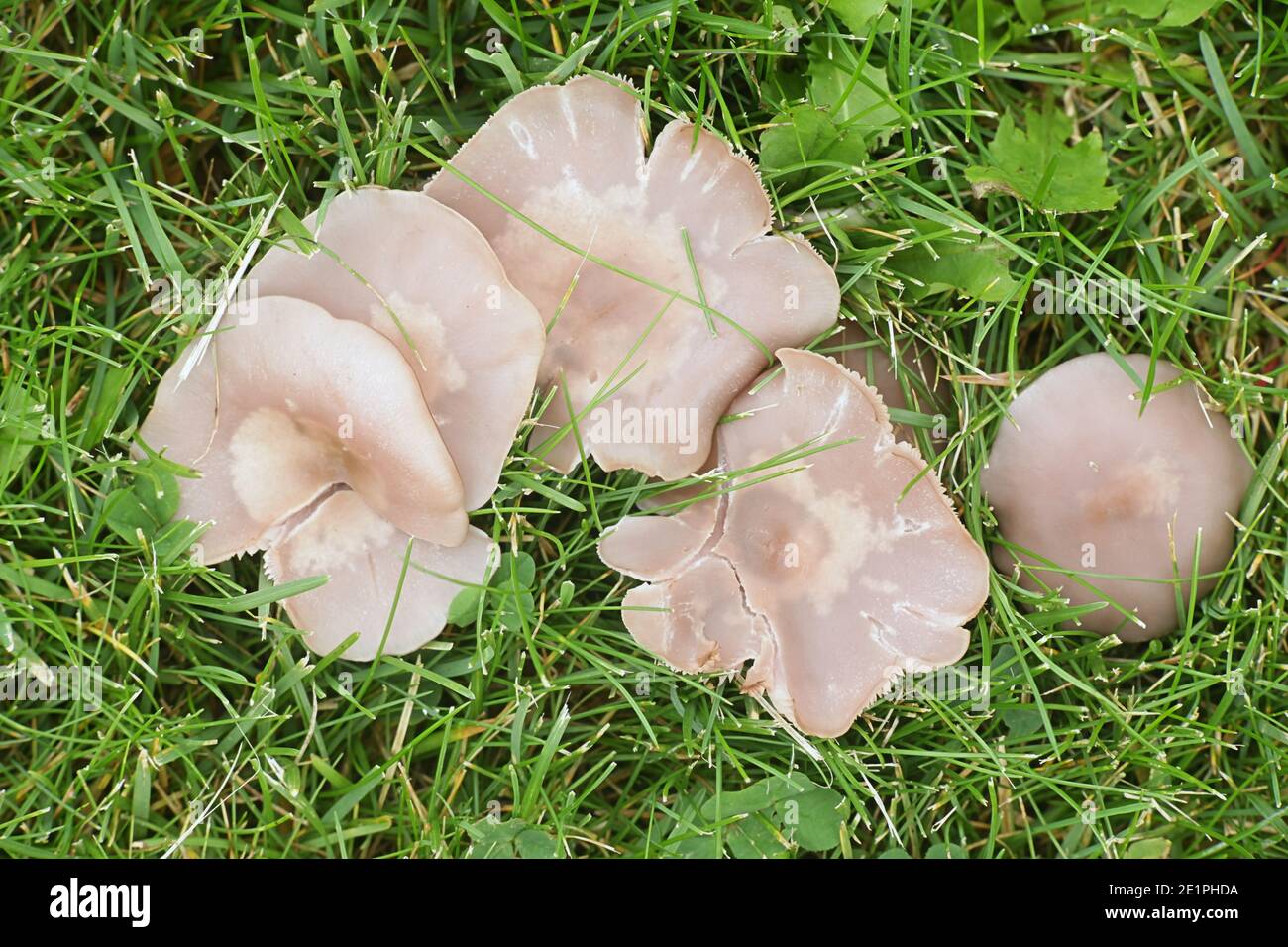 Lepista sordida, also called Rhodopaxillus sordidus and Tricholoma sordidum, sordid blewit, wild mushroom from Finland Stock Photo