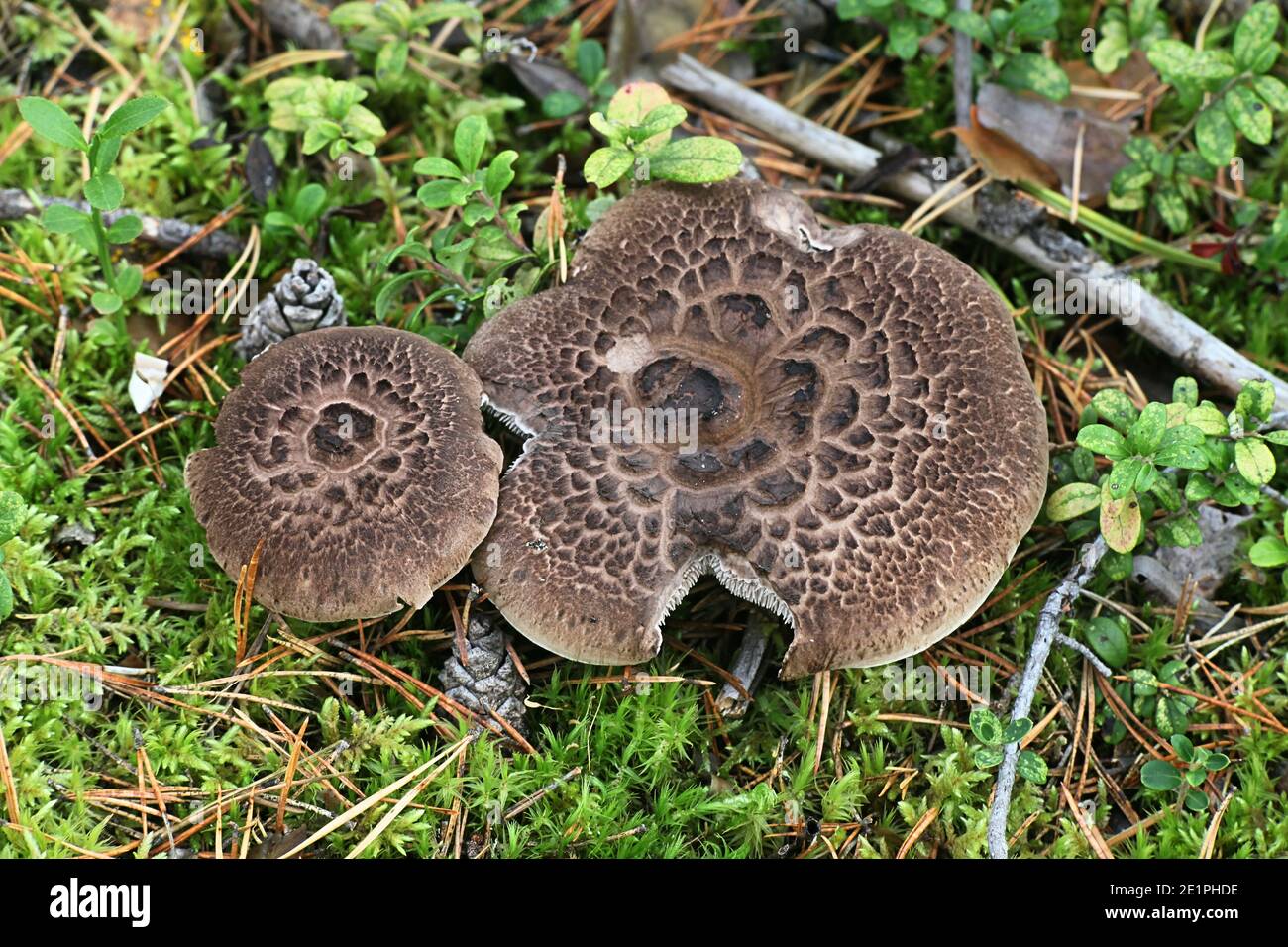 Sarcodon squamosus, also called Hydnum squamosum, commonly known as scaly tooth fungus, wild mushroom from Finland Stock Photo