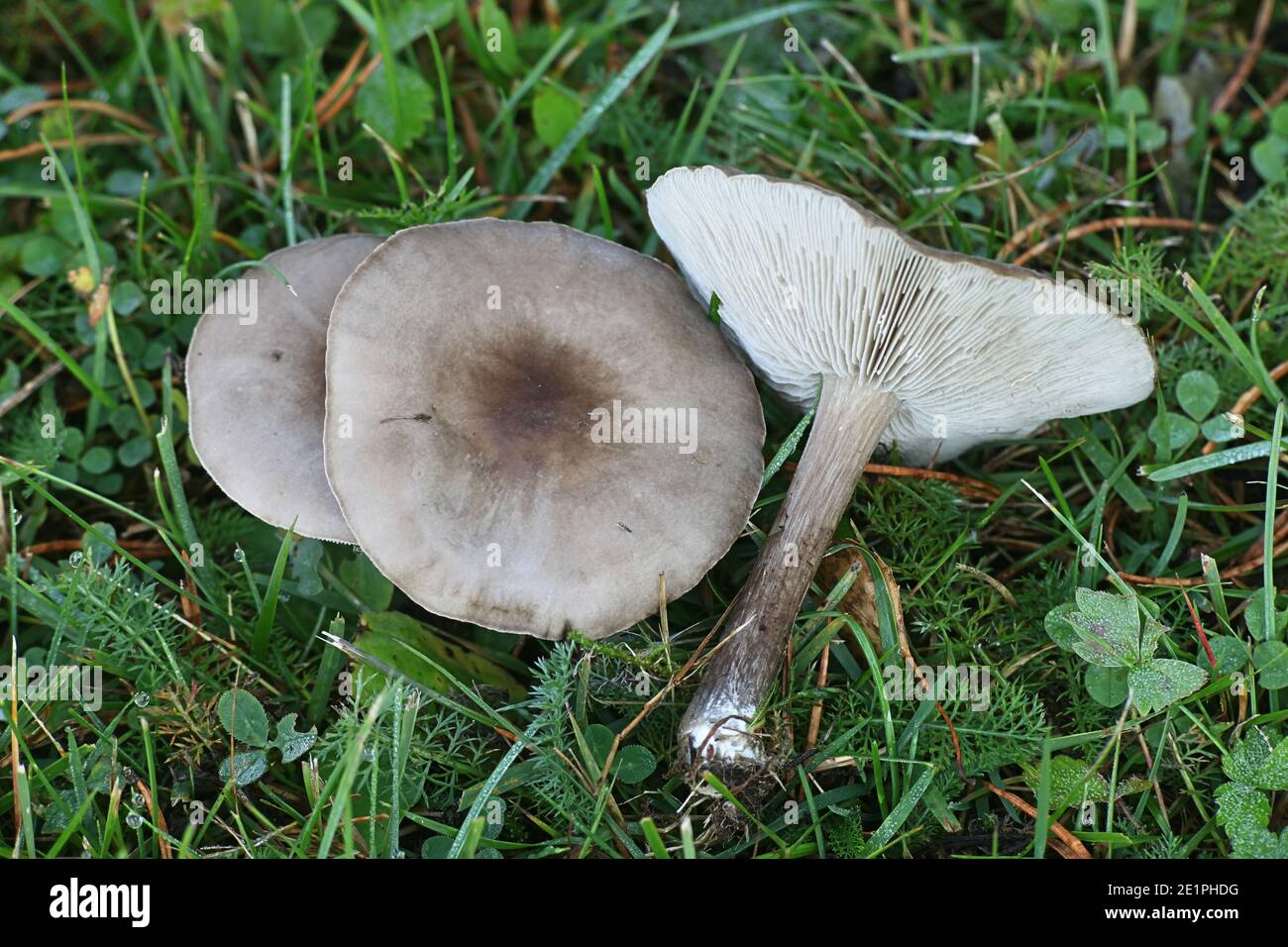Melanoleuca melaleuca, known as bald cavalier or bald knight, wild mushroom from Finland Stock Photo