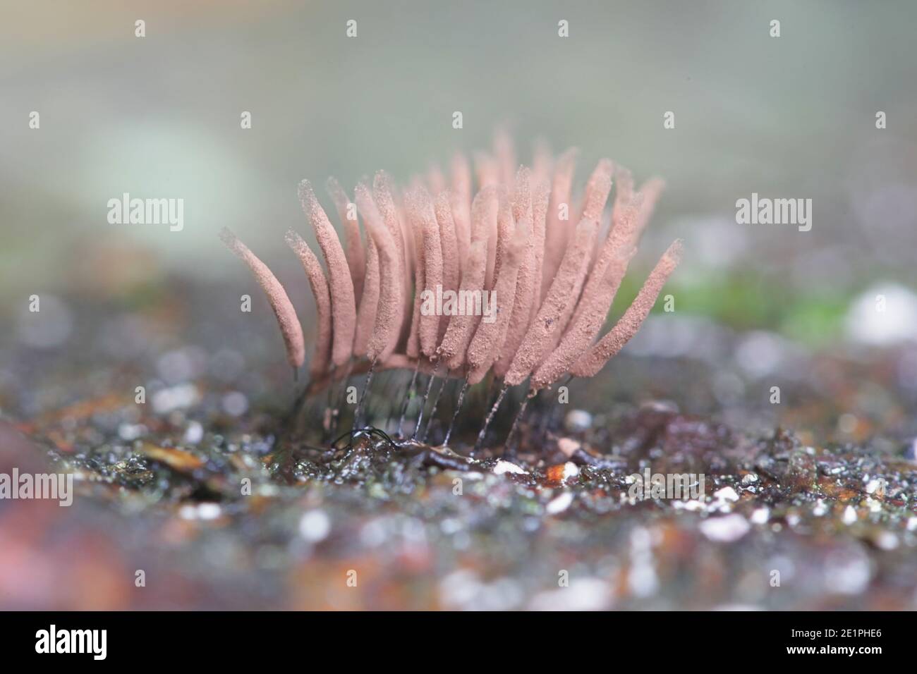 Stemonitis smithii, a tube slime mold from Finland with no common english name Stock Photo