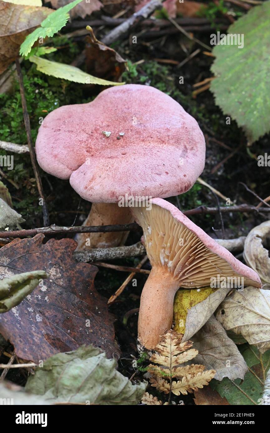 Lactarius lilacinus, also called Lactifluus lateritioroseus or Lactifluus lilacinus, commonly known as  lilac milkcap, wild mushroom from Finland Stock Photo