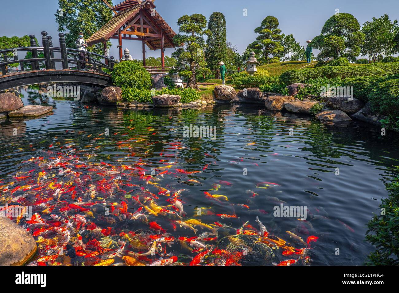 Colorful Japanese Koi Carp fish in a lovely pond in a garden Stock Photo -  Alamy