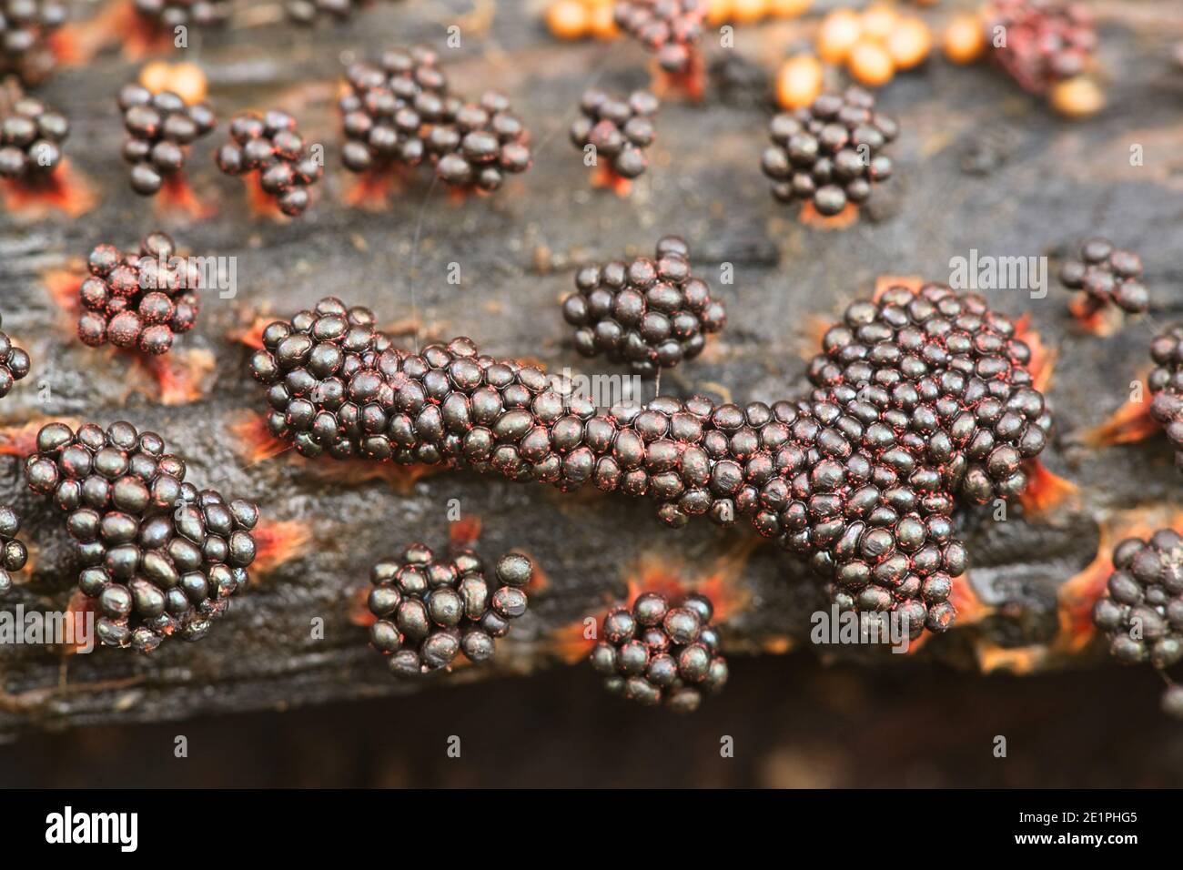 Metatrichia vesparium, commonly known as wasp nest slime mold Stock Photo