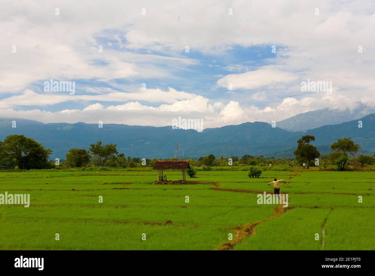 A scarecrow is standing in a rice field. Agriculture Sri Lanka. Stock Photo