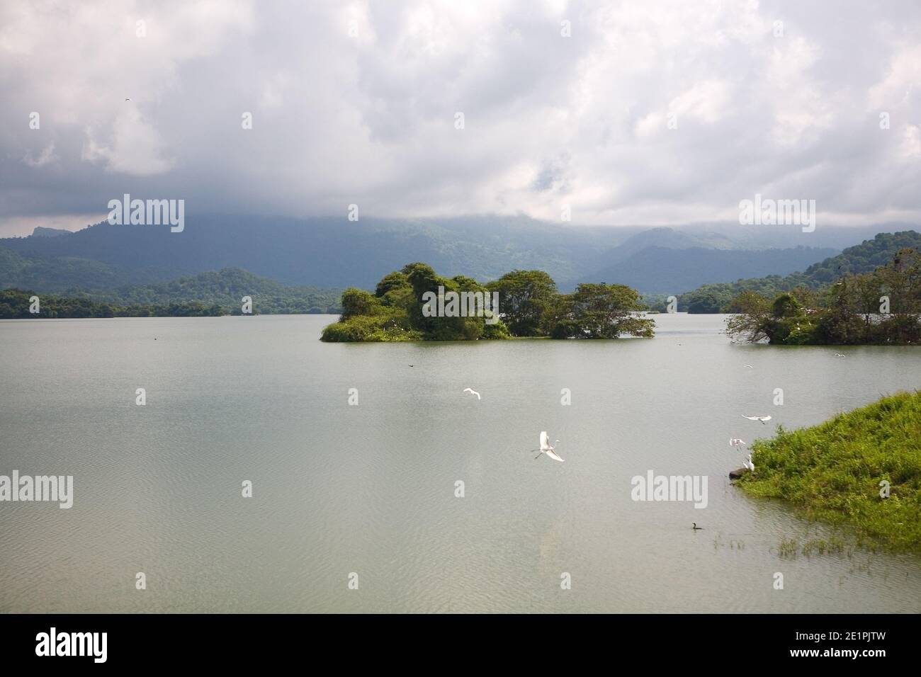 Great white herons fly over the lake. The nature of Sri Lanka. Stock Photo