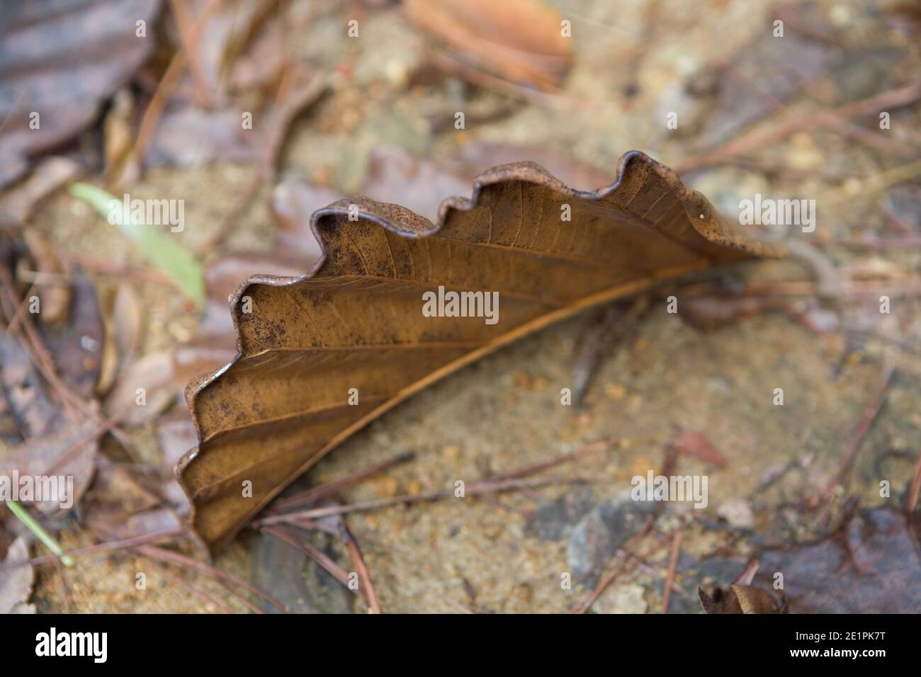 Beautiful withered leaf of an exotic plant. Close-up. Stock Photo