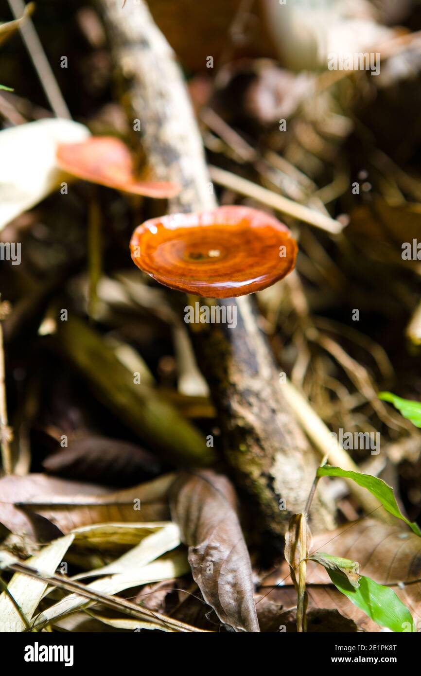 A tree mushroom in the hat of which moisture has accumulated. Close-up. Stock Photo