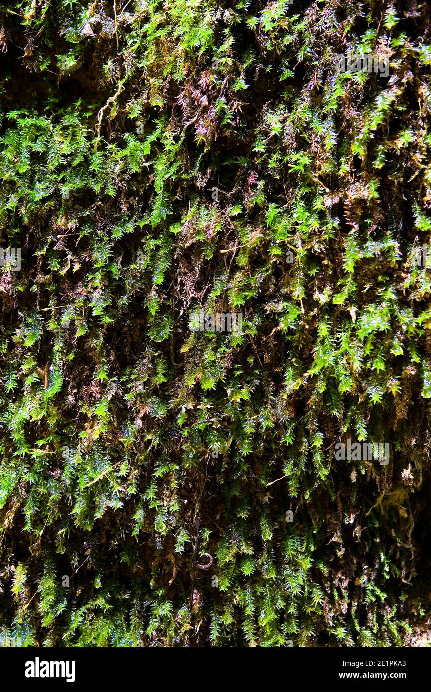 Plants covered with drops of moisture grow on a vertical surface in the jungle. Rain forests of Sri Lanka. Stock Photo