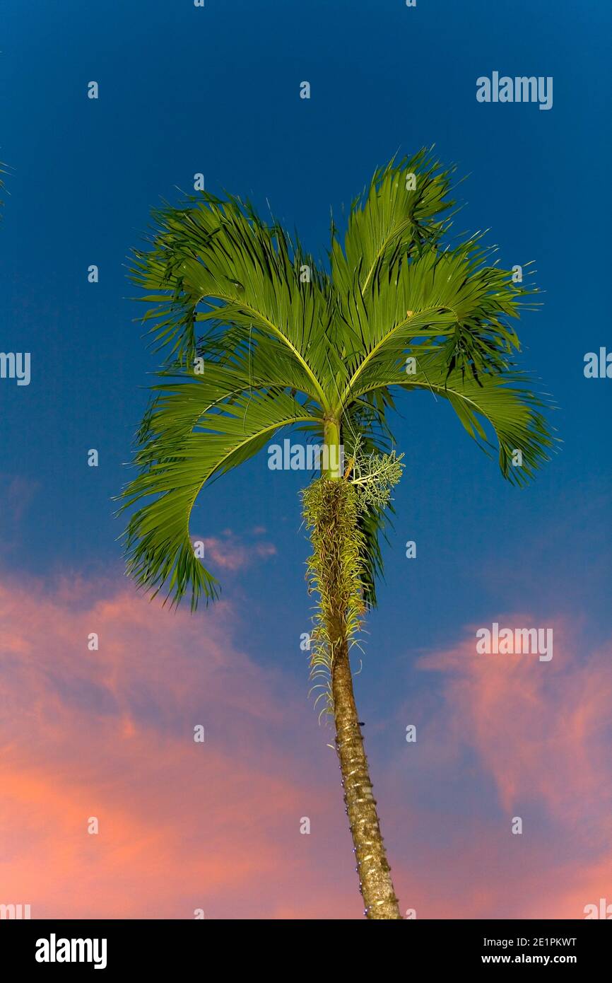 Beautiful palm tree on the background blue sky and pink clouds. Flora of Thailand at sunset. Stock Photo