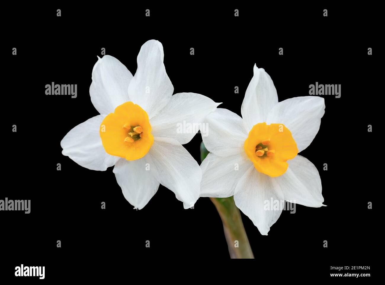 white daffodils isolated on black background, close up Stock Photo Alamy