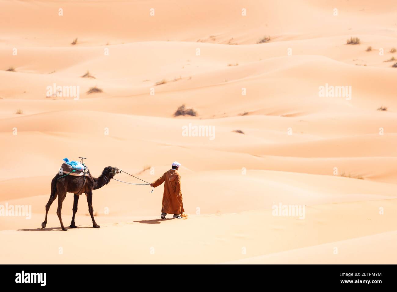 (Selective focus) Stunning view of a bedouin riding camels on the sand dunes in Merzouga, Morocco. Merzouga is a small village in southeastern Morocco Stock Photo