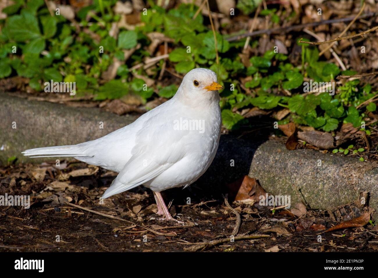Leucistic White Blackbird Turdus merula Stock Photo