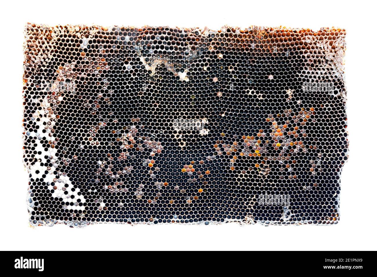 Close Up of Old Dried Without Bees and Larvae. A Wax