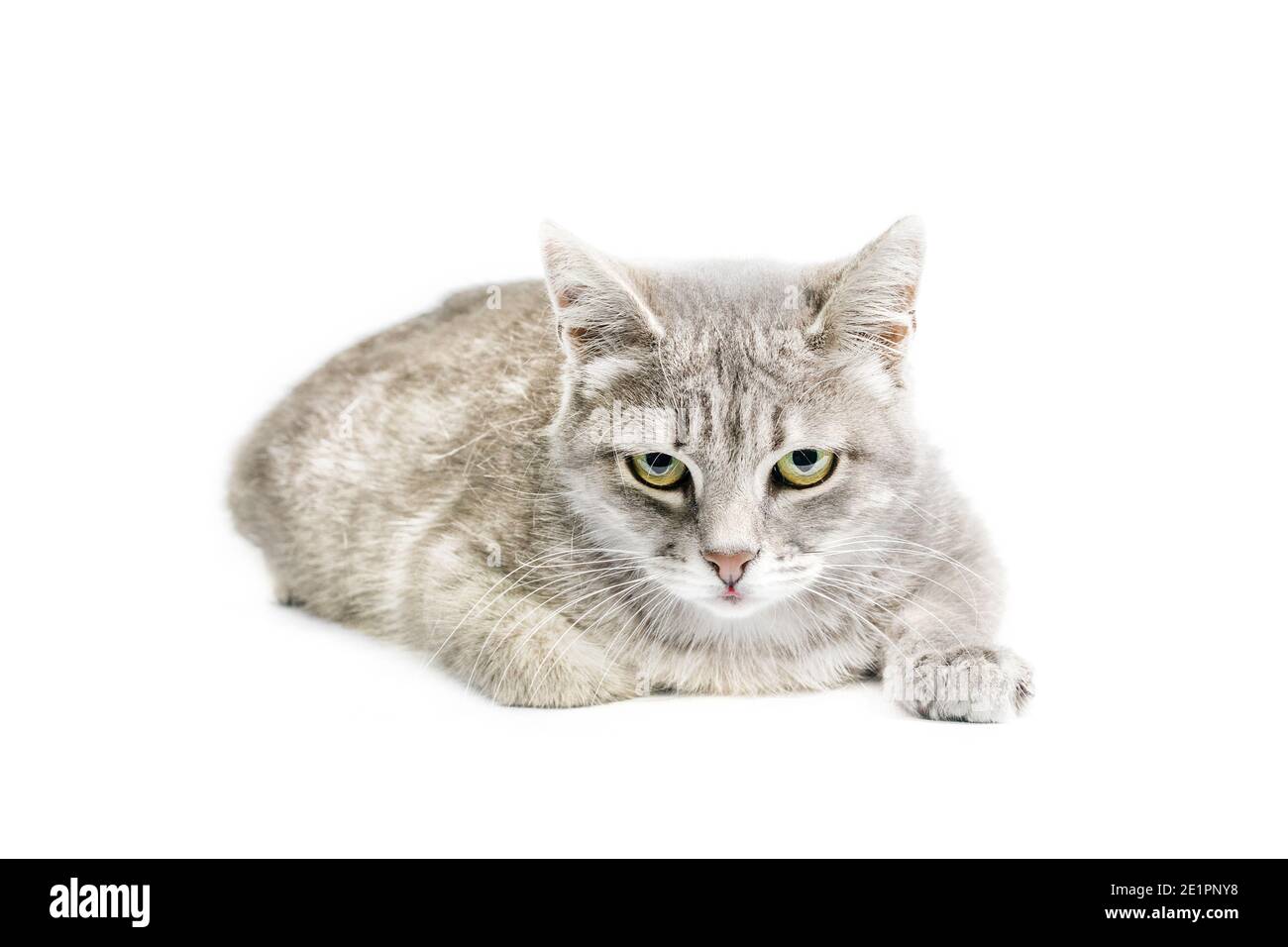 adult silver tabby cat isolated on white background Stock Photo