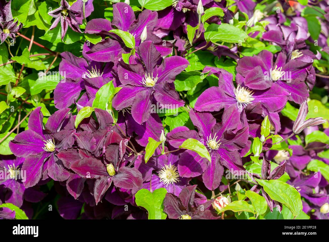 Clematis 'Warszawska Nike' an early summer flowering shrub plant with a  purple summertime flower which opens from July to September, stock photo  image Stock Photo - Alamy