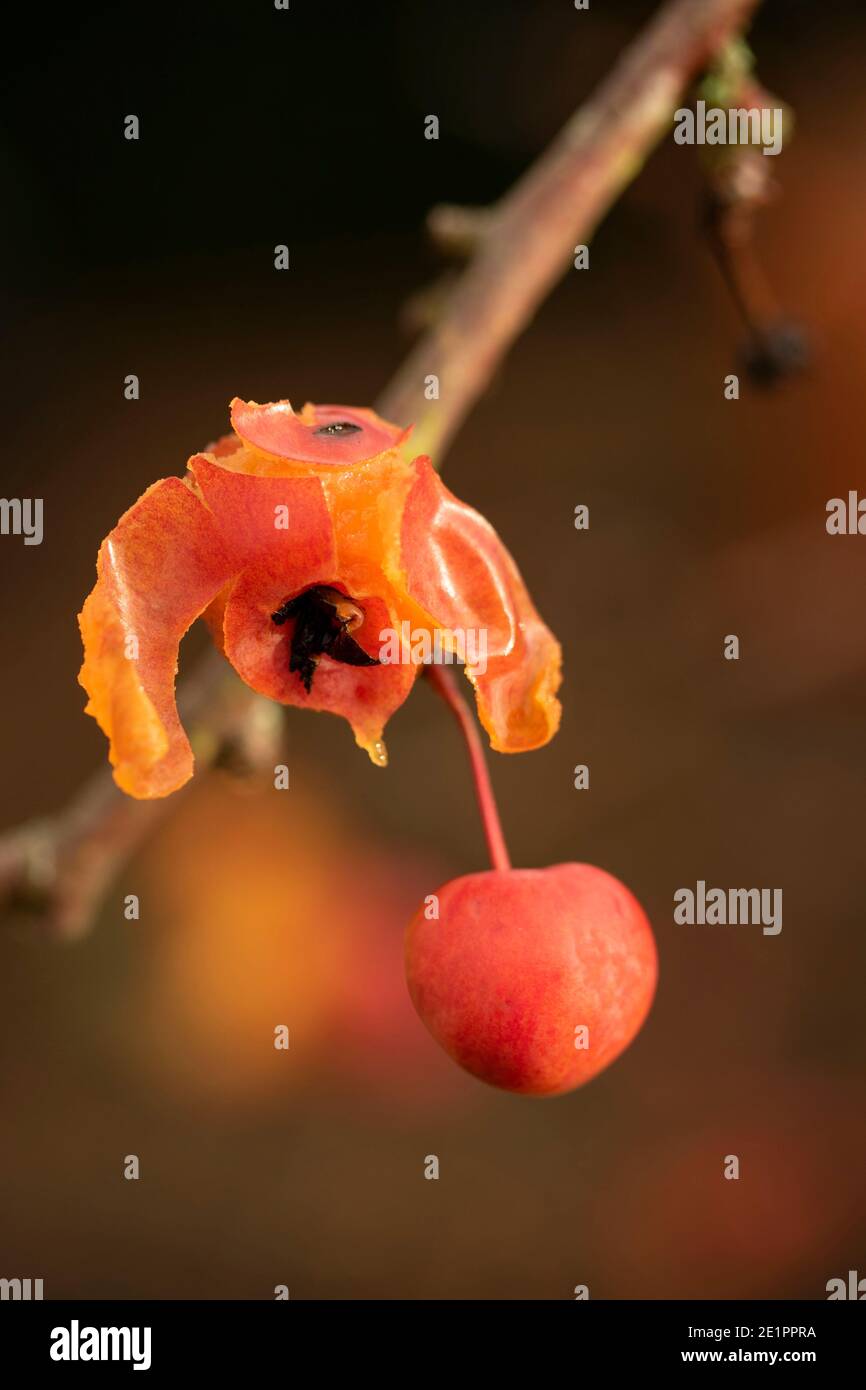 Crab apple ‘Evereste’, final fruit of the season with one showing after effect of bird feeding, patterns in nature Stock Photo