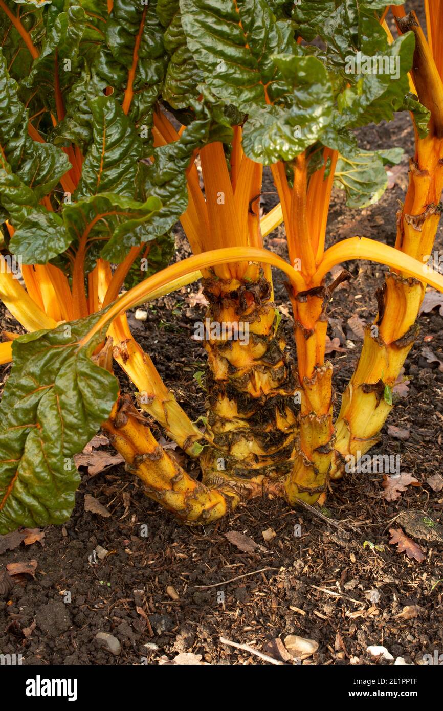 Chard Rib Eye Rib chard hi-res stock photography and images - Alamy
