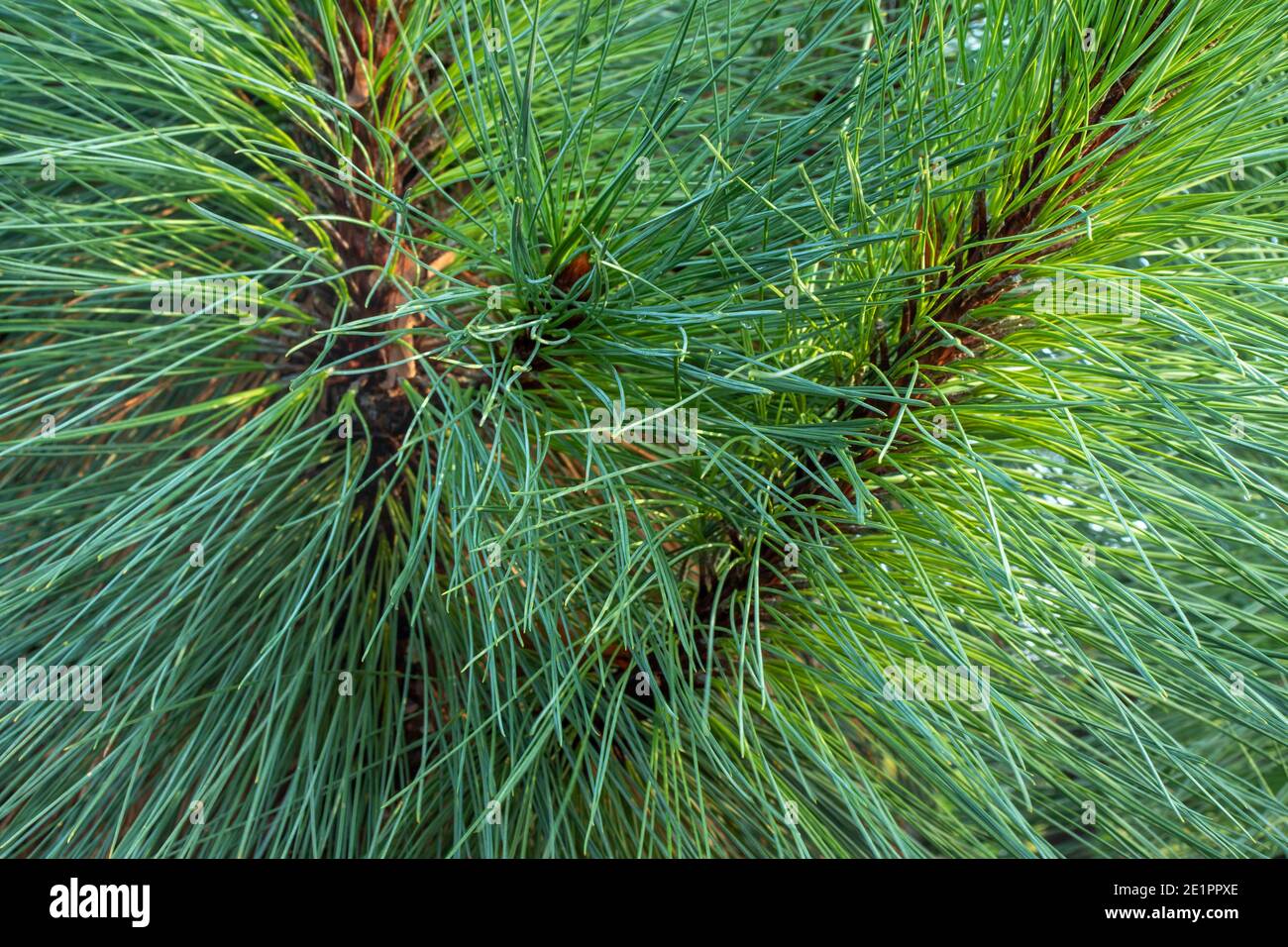 Abstract of Pinus Montezumae – Sheffield Park needles in close-up, textures and patterns in nature Stock Photo