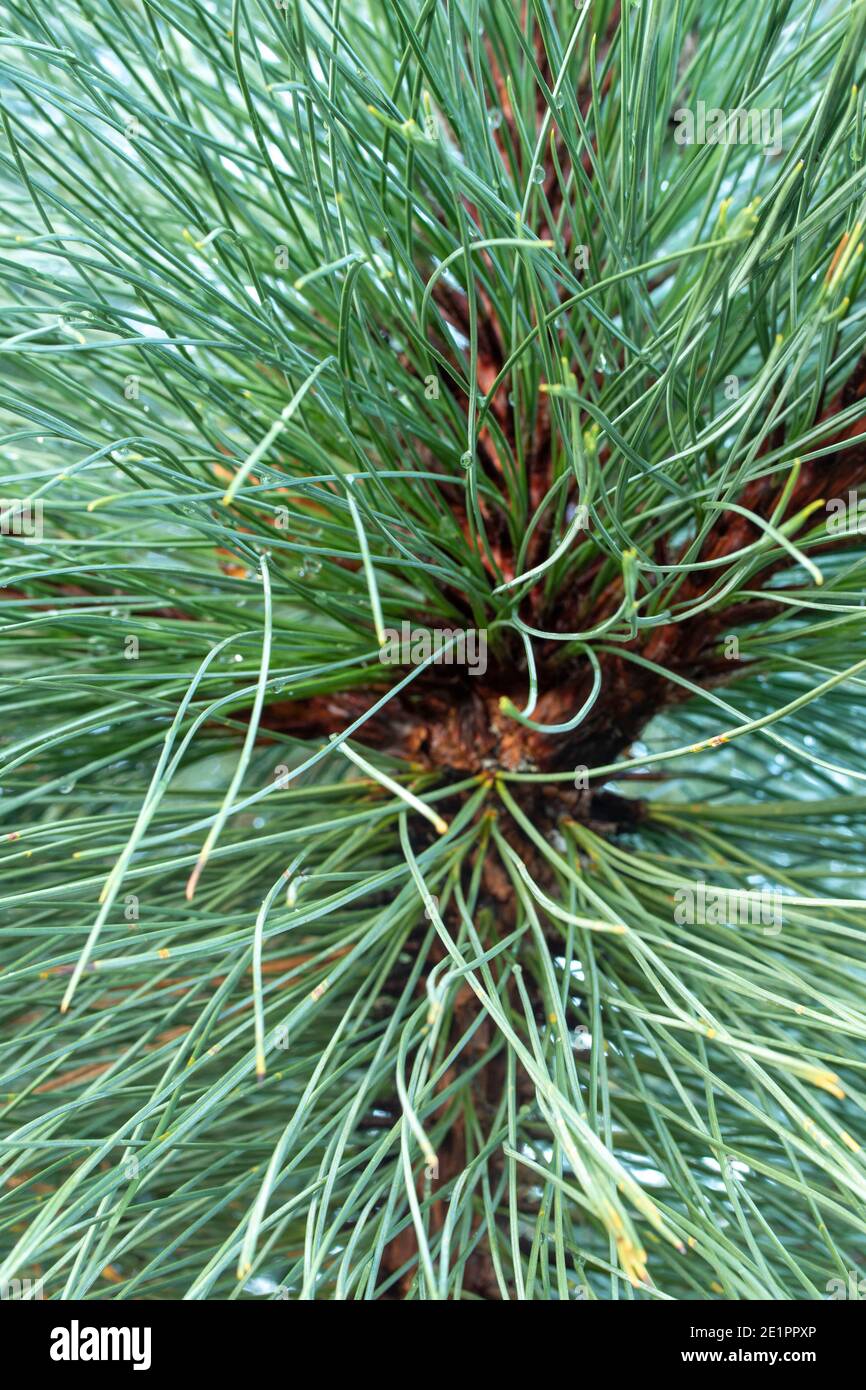 Abstract of Pinus Montezumae – Sheffield Park needles in close-up, textures and patterns in nature Stock Photo