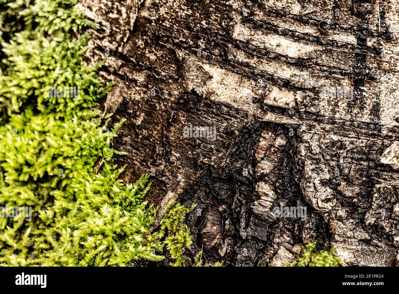 Abstract natural patterns and textures in nature, natures chaos