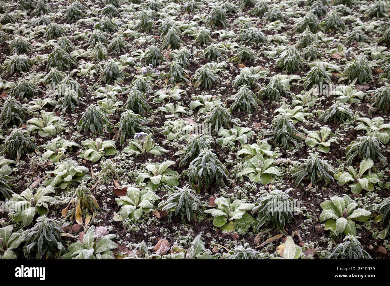 A flowerbed of Primrose and Wallflower plants on a frosty day, Warwick, UK Stock Photo