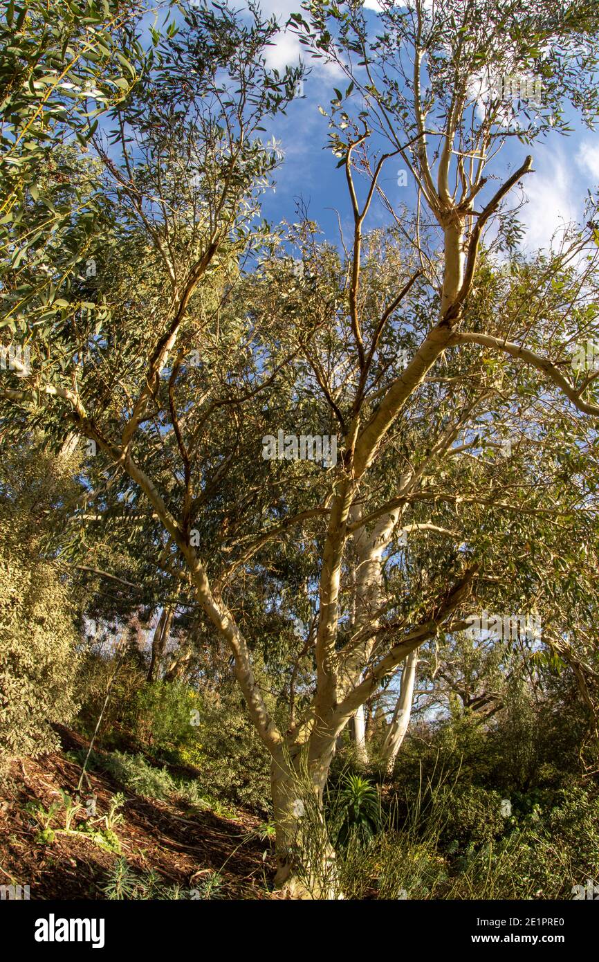 Super wide angle eucalyptus tree in bright winter sunshine against a blue sky with white fluffy clouds Stock Photo