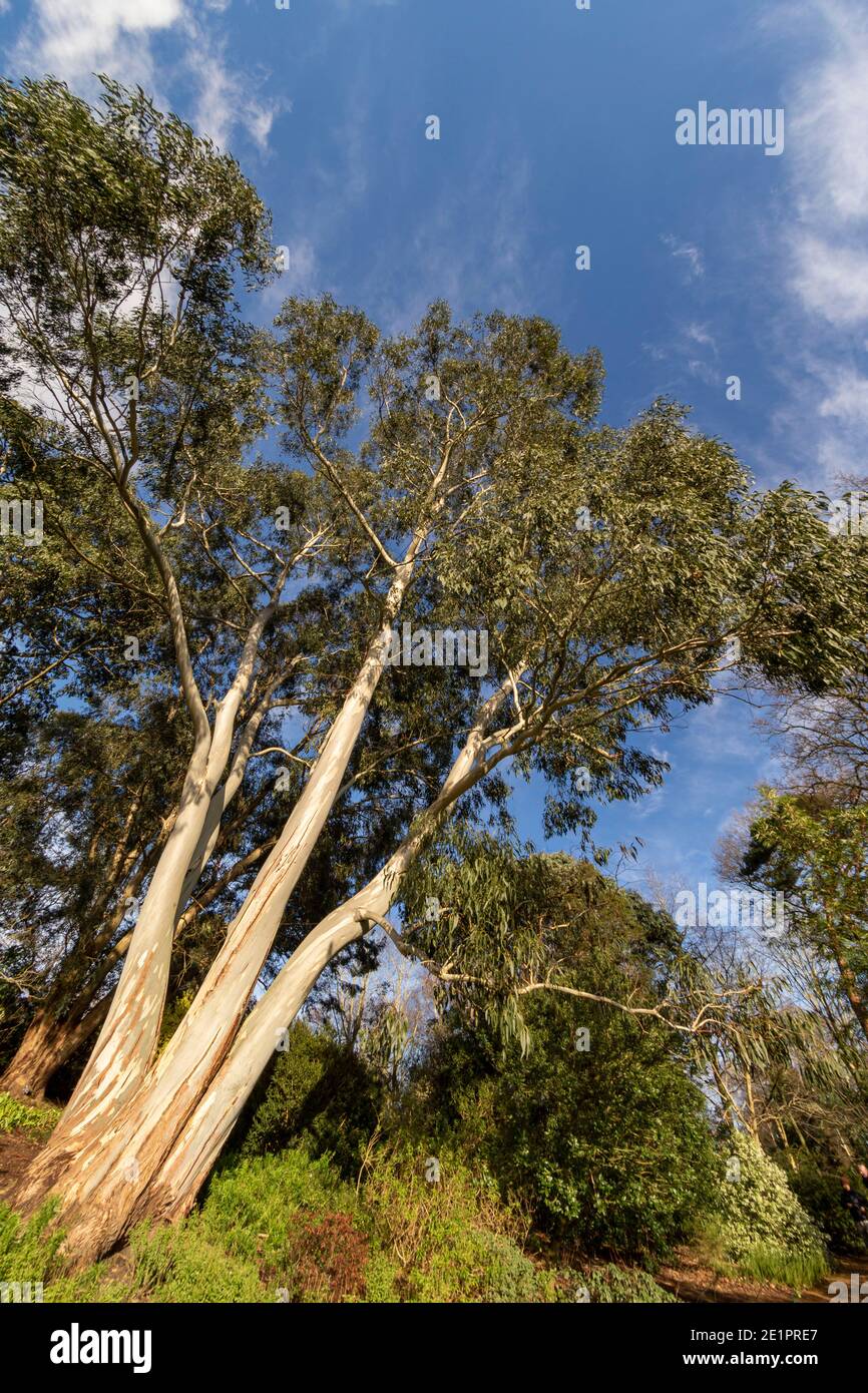 Super wide angle eucalyptus tree in bright winter sunshine against a blue sky with white fluffy clouds Stock Photo