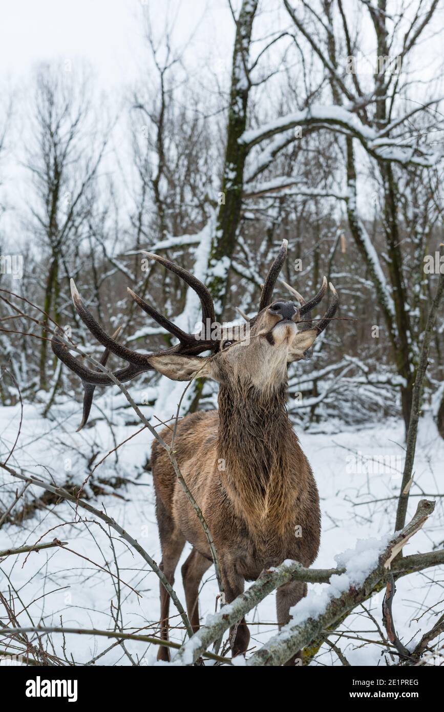Old deer,old guard. Stock Photo