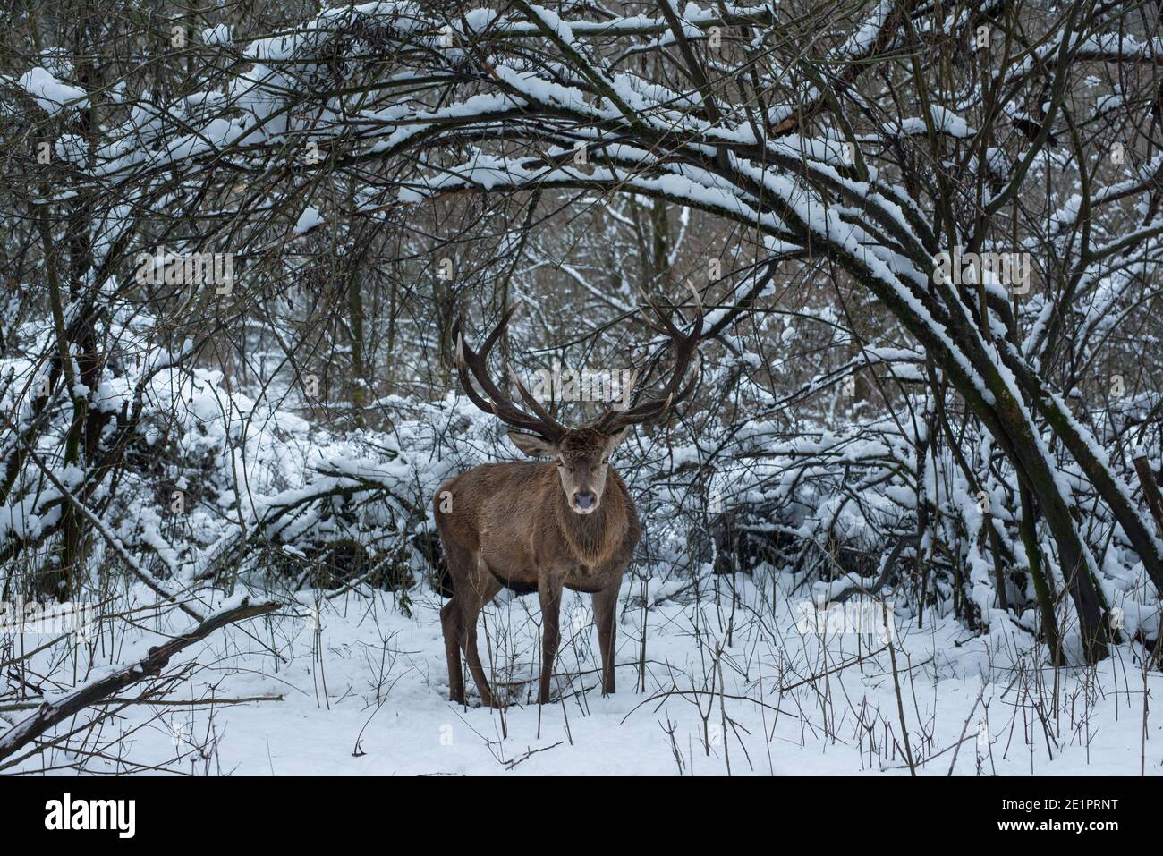 Old deer,old guard. Stock Photo