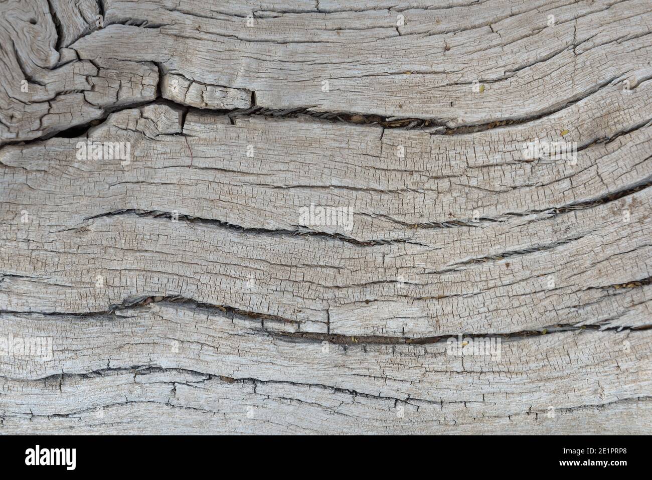 old tree trunk of a Faidherbia albida, pattern Stock Photo