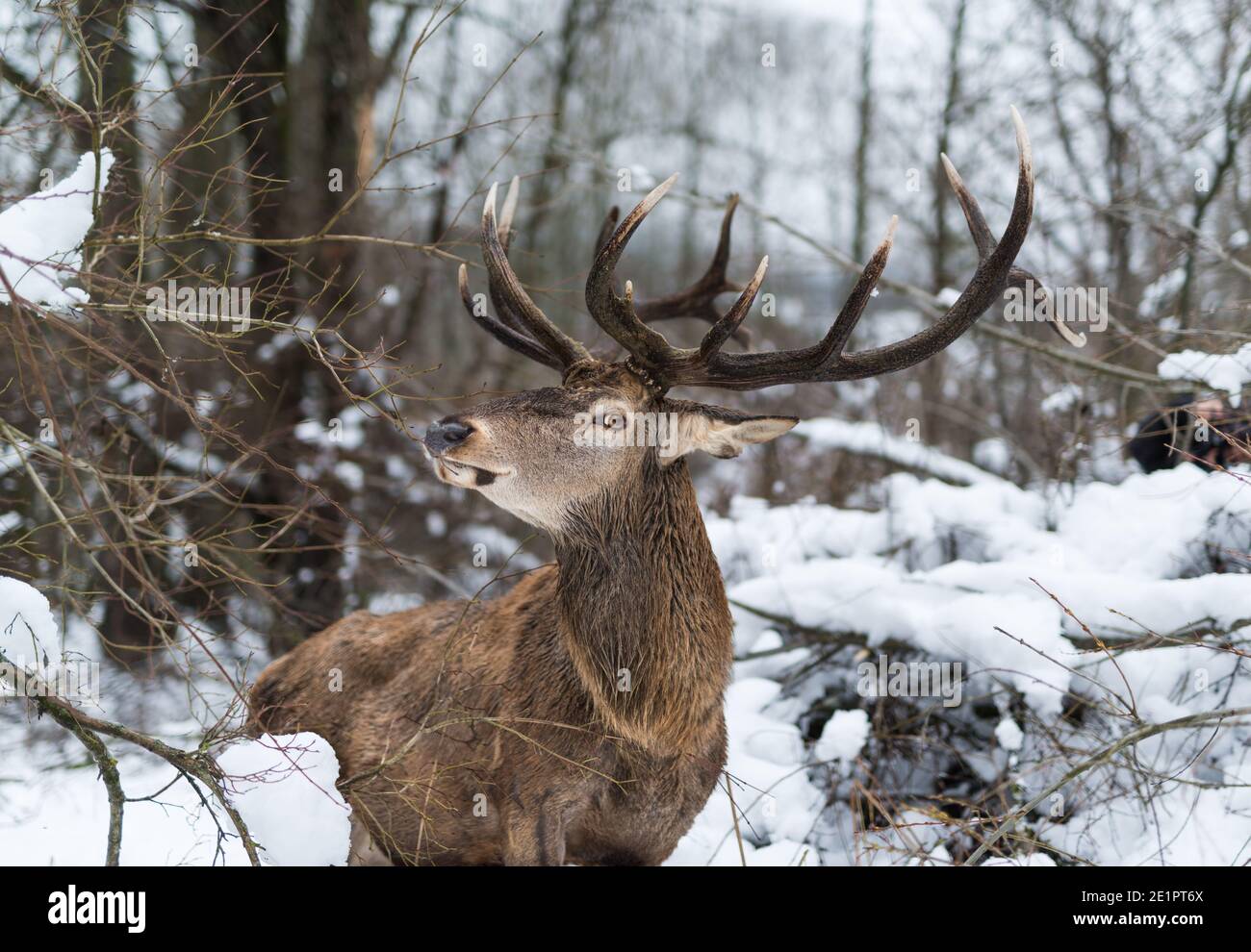 Old deer,old guard. Stock Photo