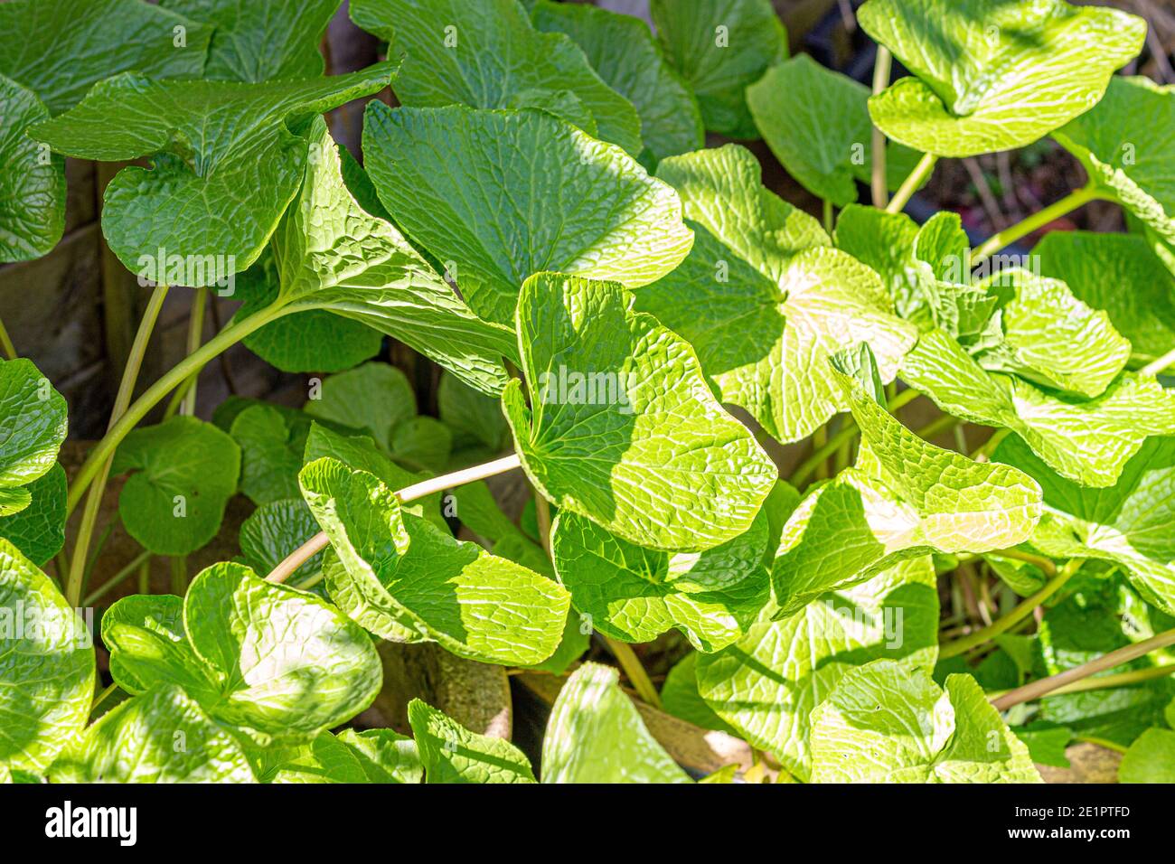 Healthy green wasabi plant leaves in bright sunshine, growing in garden