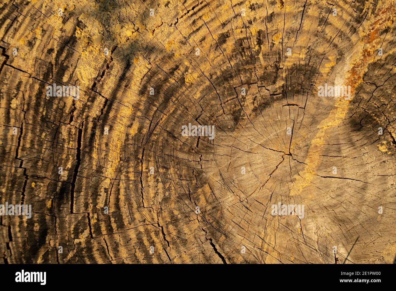 Pine tree stump hires stock photography and images Alamy