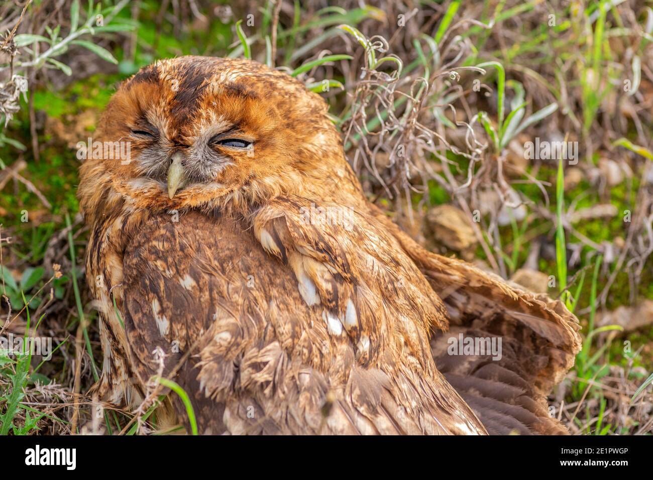 The wounded twilight owl (Strix aluco) in the woods Stock Photo Alamy