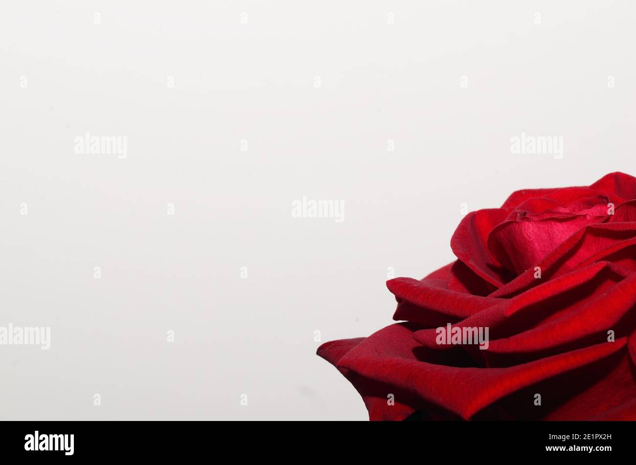 red rose on white background close up below Stock Photo - Alamy