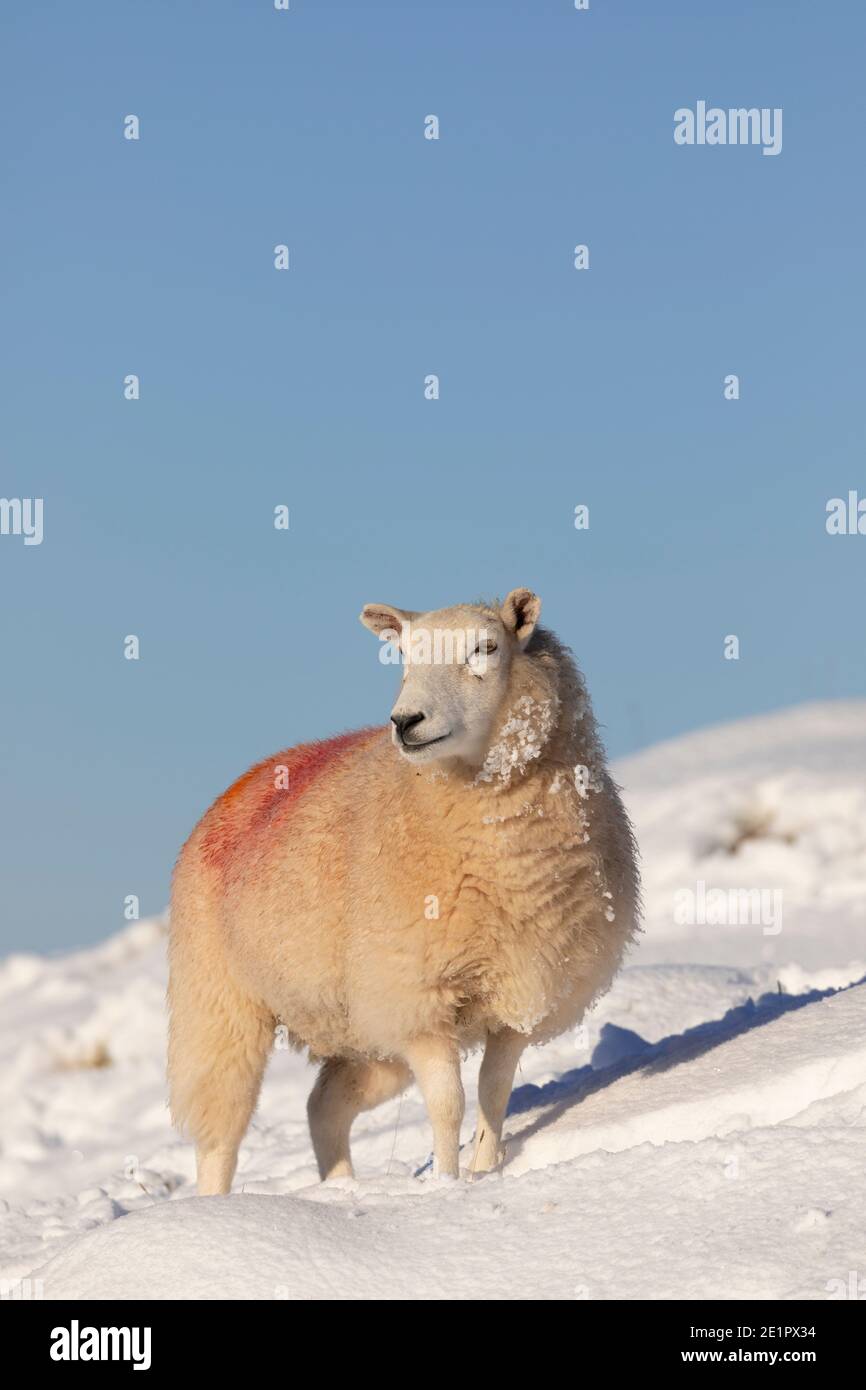 Flintshire, North Wales, UK Saturday 9th January 2021, UK Weather:  Freezing overnight temperatures and heavy snowfall during Covid lockdown in Flintshire, North Wales.  A sheep surrounded by a frozen snowy landscape on Halkyn Mountain, Flintshire © DGDImages/Alamy Live News Stock Photo