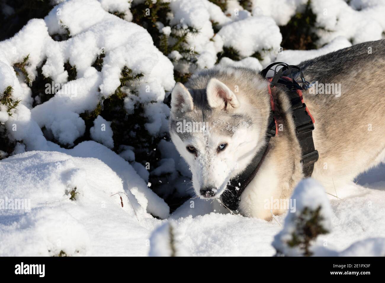 Flintshire, North Wales, UK Saturday 9th January 2021, UK Weather:  Freezing overnight temperatures and heavy snowfall during Covid lockdown in Flintshire, North Wales. Neena a siberian husky feeling very much at home in the deep snow near the village of Rhes-y-Cae, Flintshire © DGDImages/Alamy Live News Stock Photo