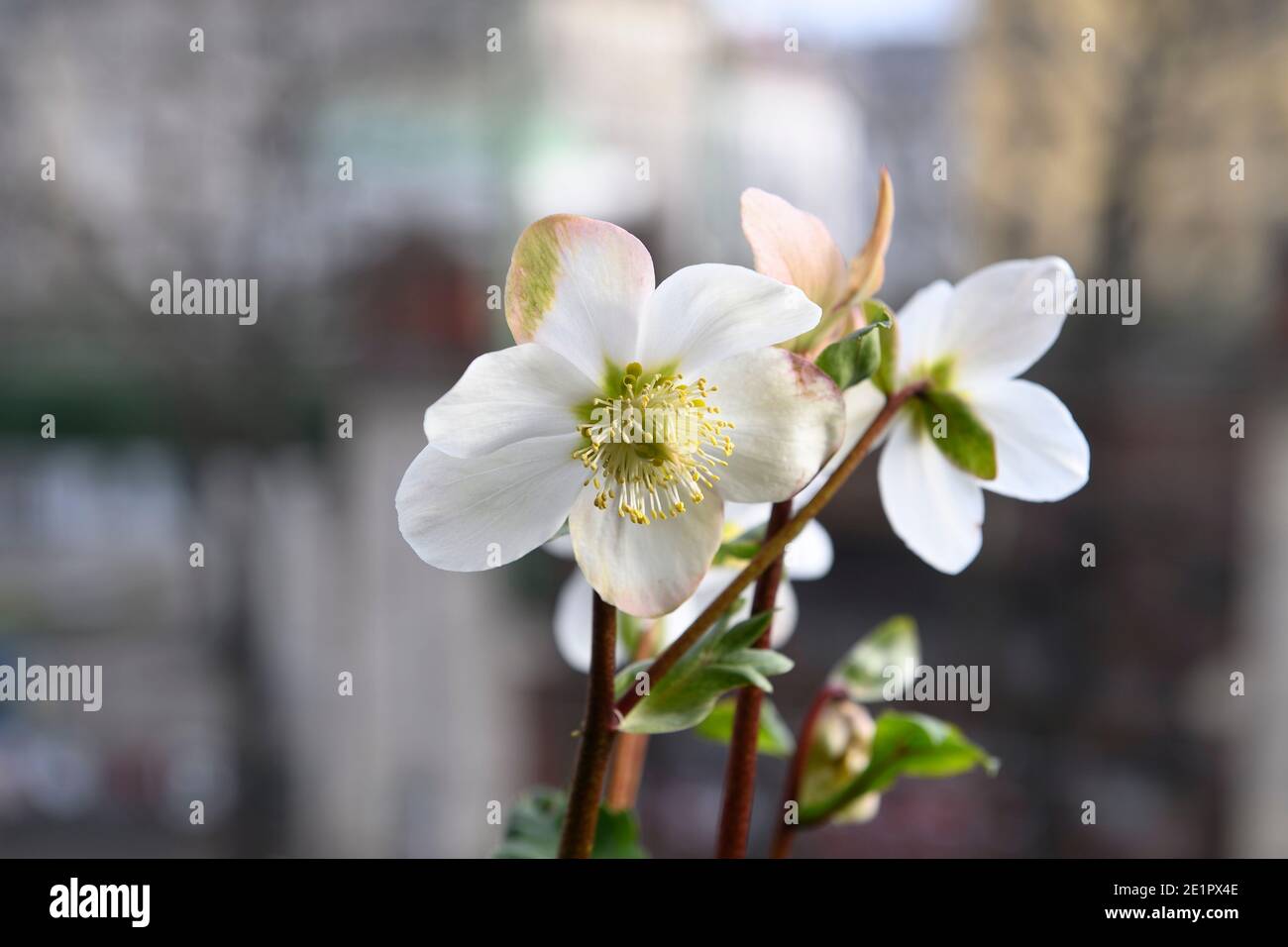 Snow roses (Helleborus niger) on a windowsill in Vienna Stock Photo