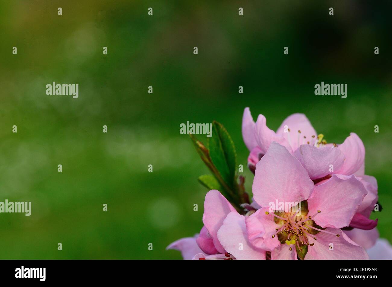 Beautiful pink flowers grow hi-res stock photography and images - Alamy