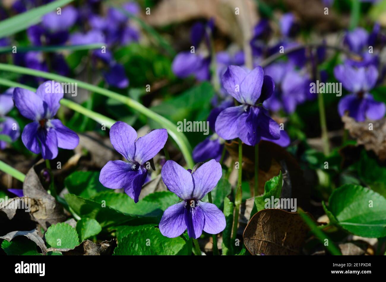 fragrant purple violets in spring Stock Photo