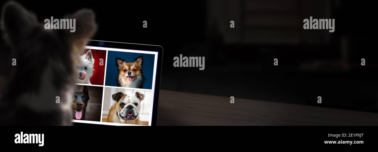 Dogs on computer having a video call. Technology concept with copy space. Stock Photo