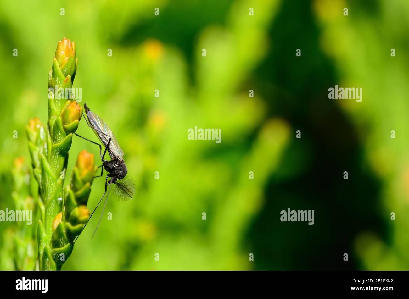 small insect with green background Stock Photo - Alamy