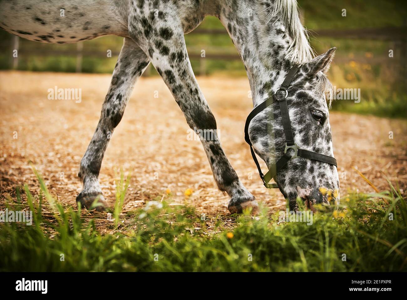 Cute black and white spotted horse eating fresh grass in the meadow on the farm in the summer. Agricultural industry. Stock Photo