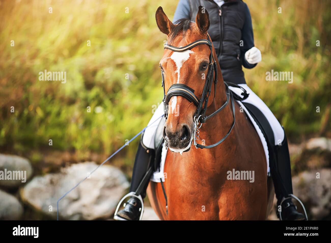 Portrait of a beautiful horse with a white spot on its forehead, in the saddle of which sits a rider holding a whip in his hand on a sunny summer day. Stock Photo