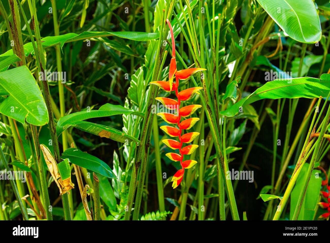 A Hanging Lobster Claw flower in the botanical garden of Mahe, Seychelles Stock Photo