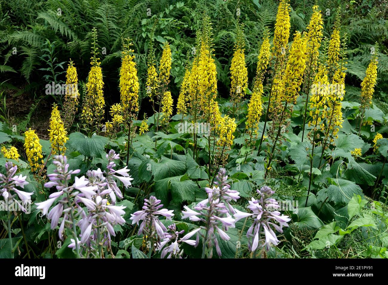 Herbaceous border plants in garden Hosta Ligularia hardy perennials Stock Photo